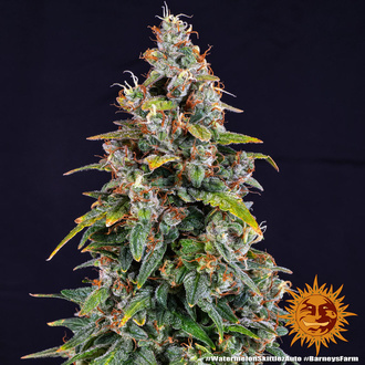 Watermelon Zkittlez Auto (Barney's Farm) Feminisoidut