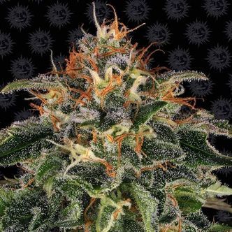Moby Dick (Barney's Farm) feminisoidut kannabiksen siemenet