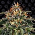 Moby Dick (Barney's Farm) Feminisoidut