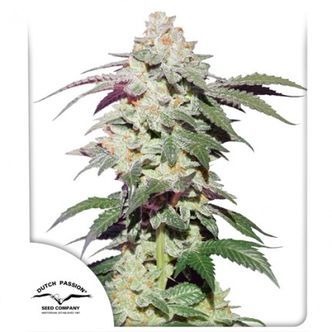 Skywalker Haze (Dutch Passion) feminisoidut kannabiksen siemenet