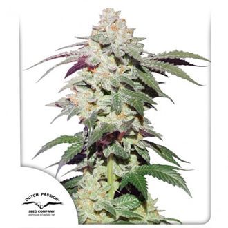 Skywalker Haze (Dutch Passion) Feminisoidut