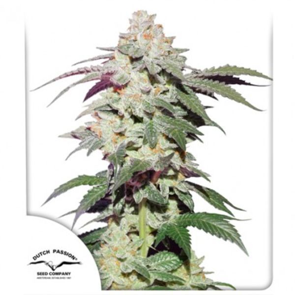 Skywalker Haze (Dutch Passion) Feminisoidut
