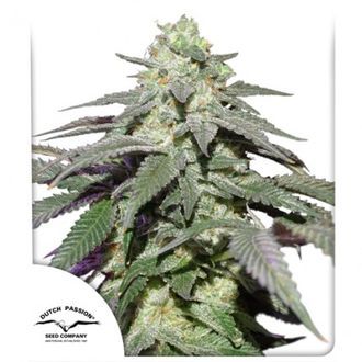 Auto Skywalker Haze (Dutch Passion) Feminisoidut