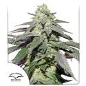 Auto Skywalker Haze (Dutch Passion) Feminisoidut