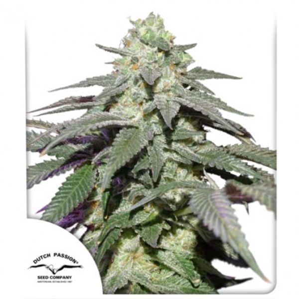 Auto Skywalker Haze (Dutch Passion) Feminisoidut