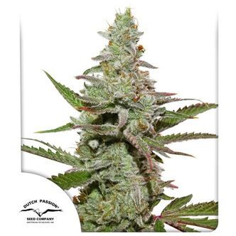 Amsterdam Amnesia (Dutch Passion) feminisoitu