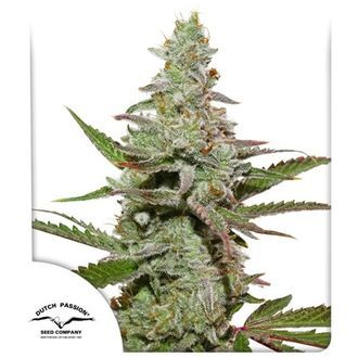 Amsterdam Amnesia (Dutch Passion) Feminisoidut