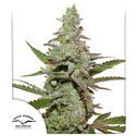 Amsterdam Amnesia (Dutch Passion) Feminisoidut