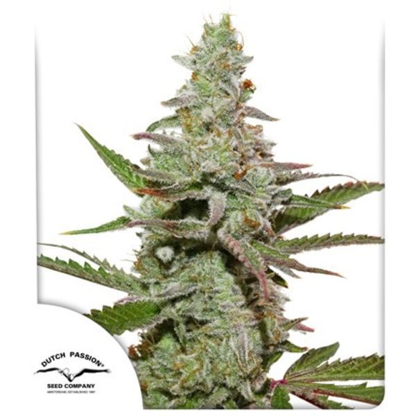 Amsterdam Amnesia (Dutch Passion) Feminisoidut
