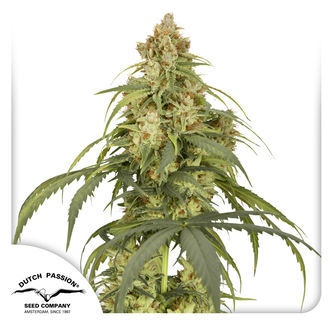 Auto CBD-Victory (Dutch Passion) feminisoidut