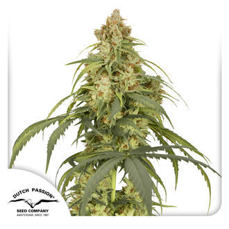 Auto CBD-Victory (Dutch Passion) Feminisoidut