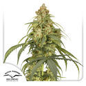 Auto CBD-Victory (Dutch Passion) Feminisoidut