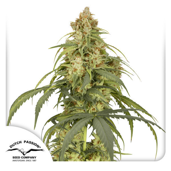Auto CBD-Victory (Dutch Passion) Feminisoidut