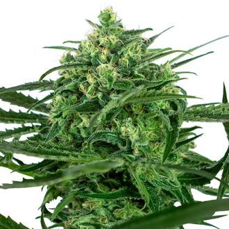 Sensi Amnesia (Sensi Seeds) Feminisoidut