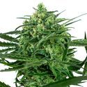 Sensi Amnesia (Sensi Seeds) Feminisoidut