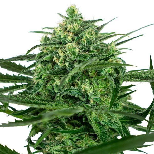 Sensi Amnesia (Sensi Seeds) Feminisoidut