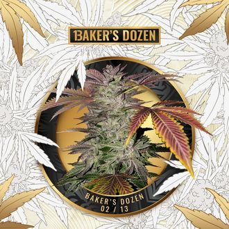 Baker's Dozen Exclusive (T.H.Seeds x Zamnesia) Feminisoidut
