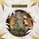 Baker's Dozen Exclusive (T.H.Seeds x Zamnesia) Feminisoidut