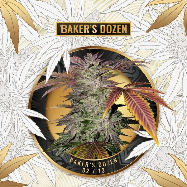 Baker's Dozen Exclusive (T.H.Seeds x Zamnesia) Feminisoidut