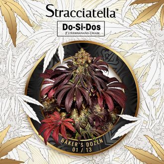 Baker's Dozen Exclusive (T.H.Seeds x Zamnesia) Feminisoidut
