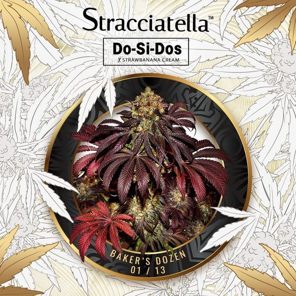 Baker's Dozen Exclusive (T.H.Seeds x Zamnesia) Feminisoidut