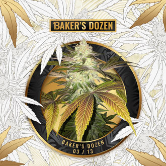 Baker's Dozen Exclusive (T.H.Seeds x Zamnesia) Feminisoidut