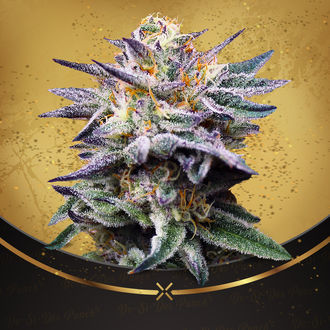Do-Si-Dos Punch (Advanced Seeds x Zamnesia) Feminisoidut
