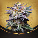Do-Si-Dos Punch (Advanced Seeds x Zamnesia) Feminisoidut