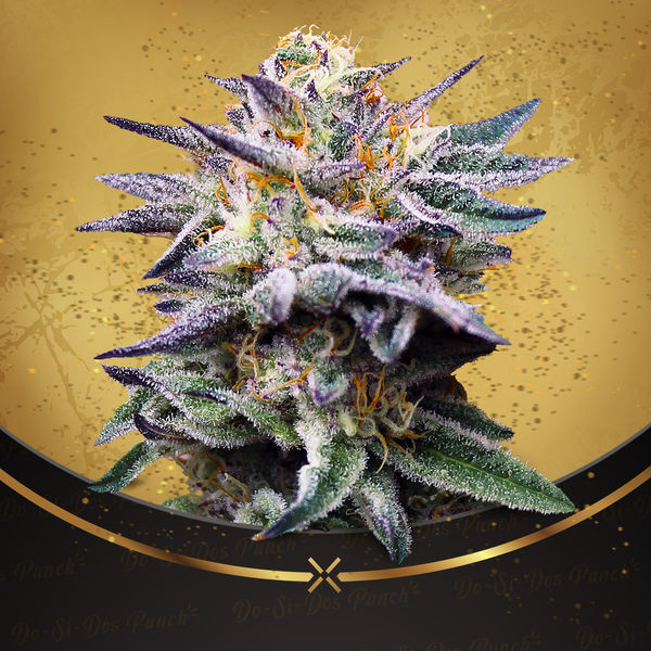 Do-Si-Dos Punch (Advanced Seeds x Zamnesia) Feminisoidut