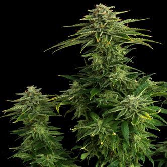 Zkit Candy Dream Edition (Kannabia) feminisoidut kannabiksen siemenet