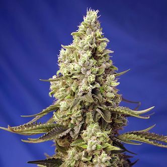Runtz XL Auto (Sweet Seeds) feminisoidut