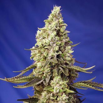 Runtz XL Auto (Sweet Seeds) Feminisoidut