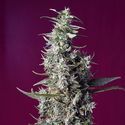 Sweet Cherry Pie (Sweet Seeds) Feminisoidut