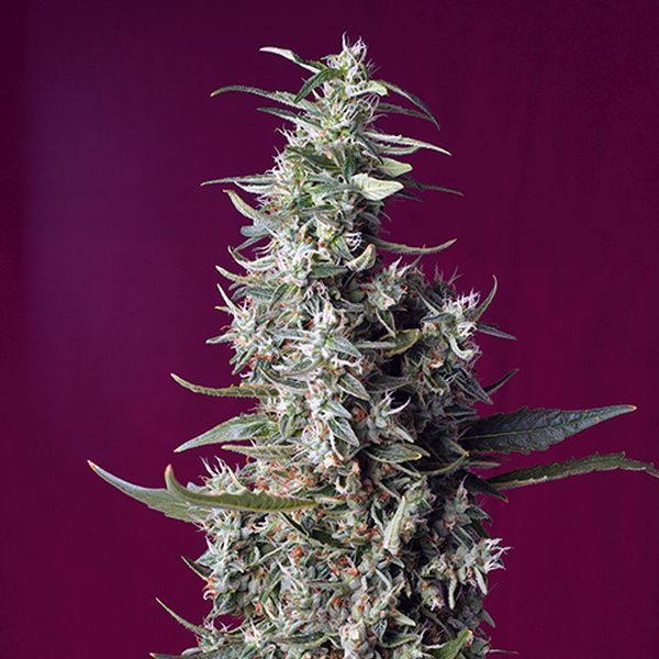 Sweet Cherry Pie (Sweet Seeds) Feminisoidut
