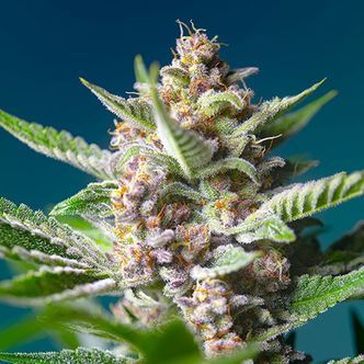 Purple Punch OG (Sweet Seeds) Feminizoidut kannabiksen siemenet