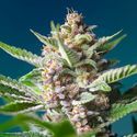 Purple Punch OG (Sweet Seeds) Feminisoidut