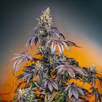 Red Gorilla Girl XL Auto (Sweet Seeds) feminisoitu