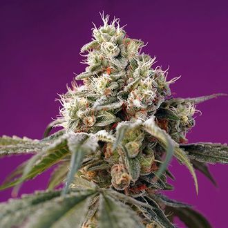 Bruce Banner Auto (Sweet Seeds) Feminisoidut