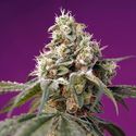 Bruce Banner Auto (Sweet Seeds) Feminisoidut