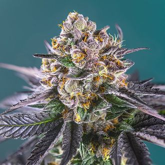 Red Strawberry Banana Auto (Sweet Seeds) Feminisoidut