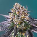 Red Strawberry Banana Auto (Sweet Seeds) Feminisoidut