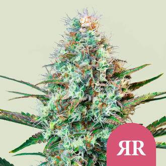 Royal Runtz (Royal Queen Seeds) Feminisoidut