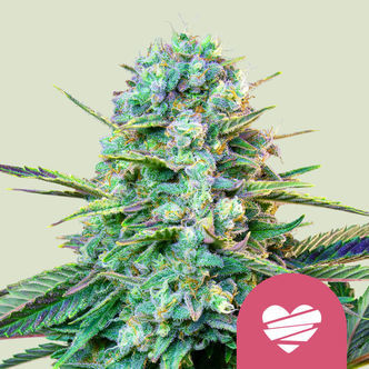 Wedding Crasher (Royal Queen Seeds) feminisoitu