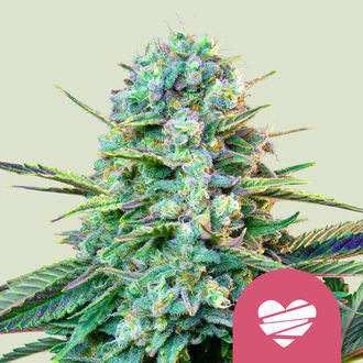 Wedding Crasher (Royal Queen Seeds) Feminisoidut