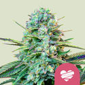Wedding Crasher (Royal Queen Seeds) Feminisoidut