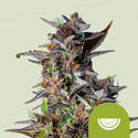 Watermelon Autoflower (Royal Queen Seeds) Feminisoidut