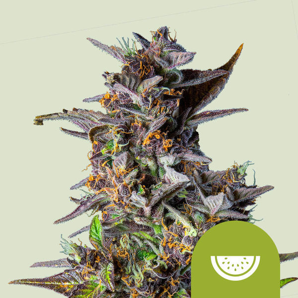 Watermelon Autoflower (Royal Queen Seeds) Feminisoidut