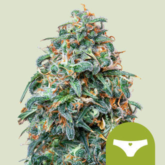 Sherbet Queen Autoflower (Royal Queen Seeds) Feminisoidut