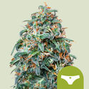 Sherbet Queen Autoflower (Royal Queen Seeds) Feminisoidut