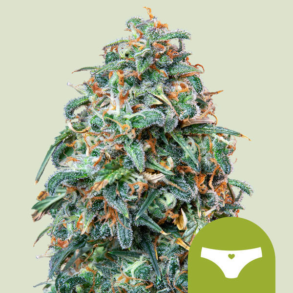 Sherbet Queen Autoflower (Royal Queen Seeds) Feminisoidut